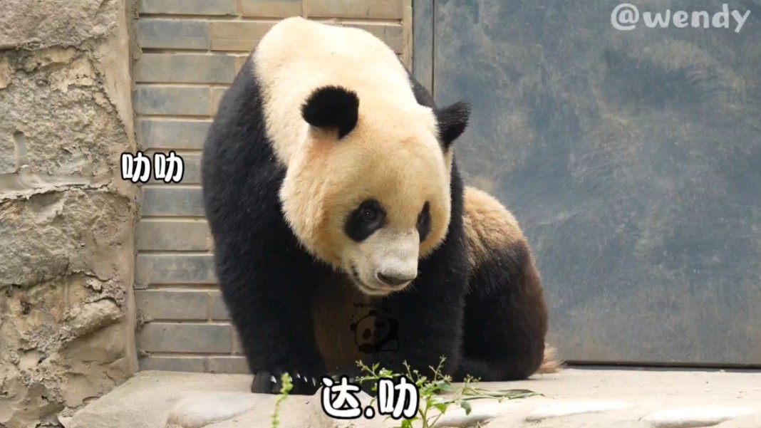 叻叻:达达说只要我闭到眼睛睡告告就不觉得热啦