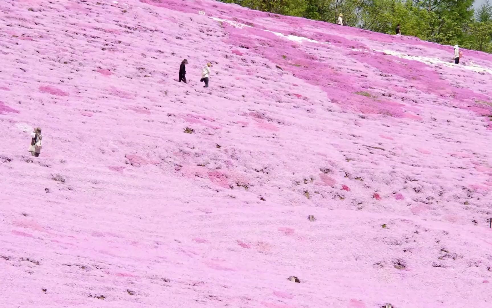 [图]“想与你在山野间途经一片粉色的花海”