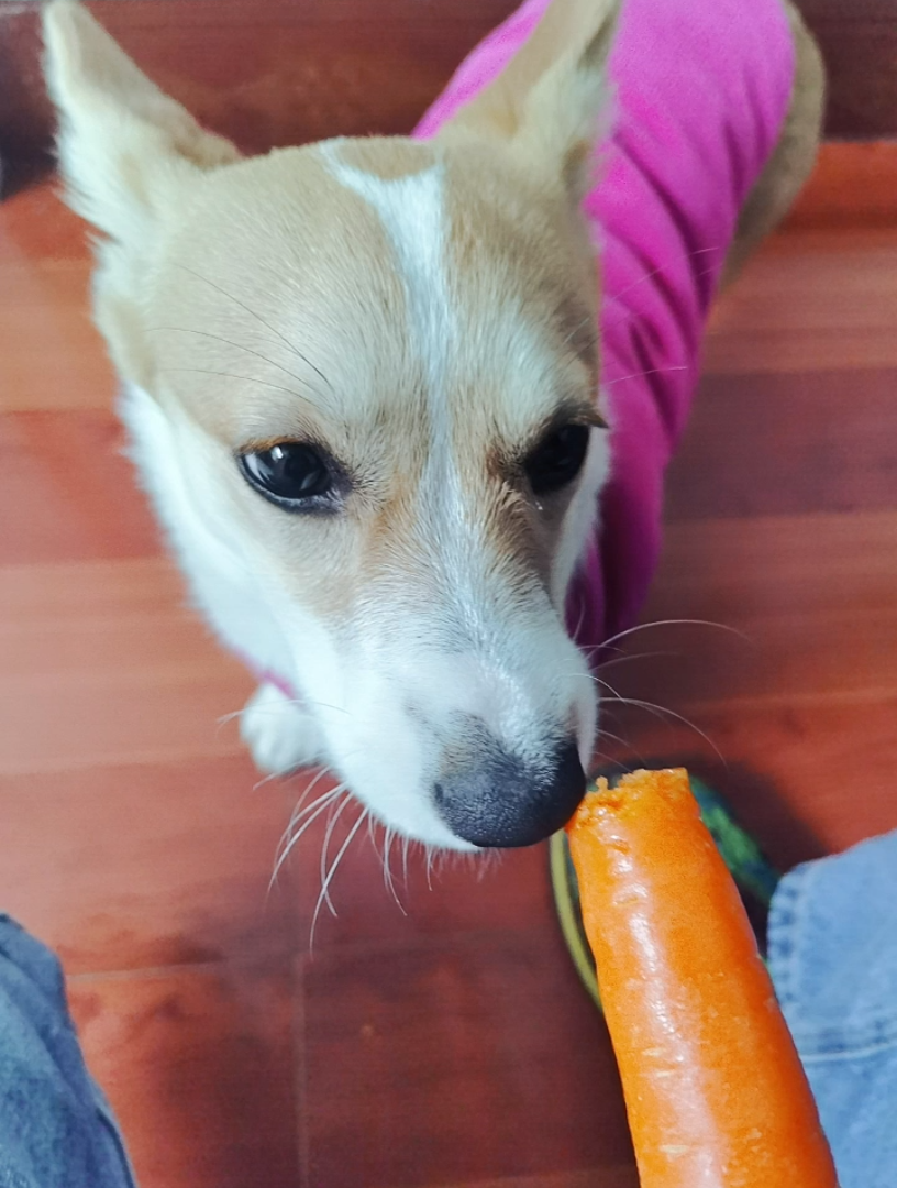 大兔叽爱吃胡萝北