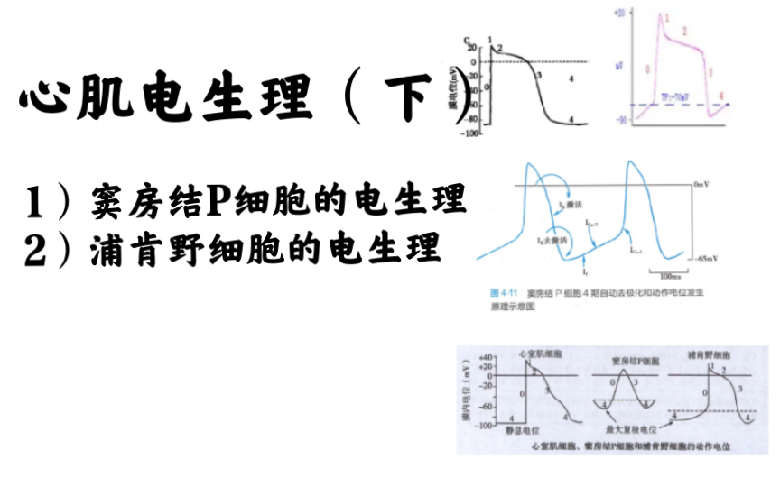 生理学心肌电生理(下):窦房结P细胞、浦肯野细胞哔哩哔哩bilibili