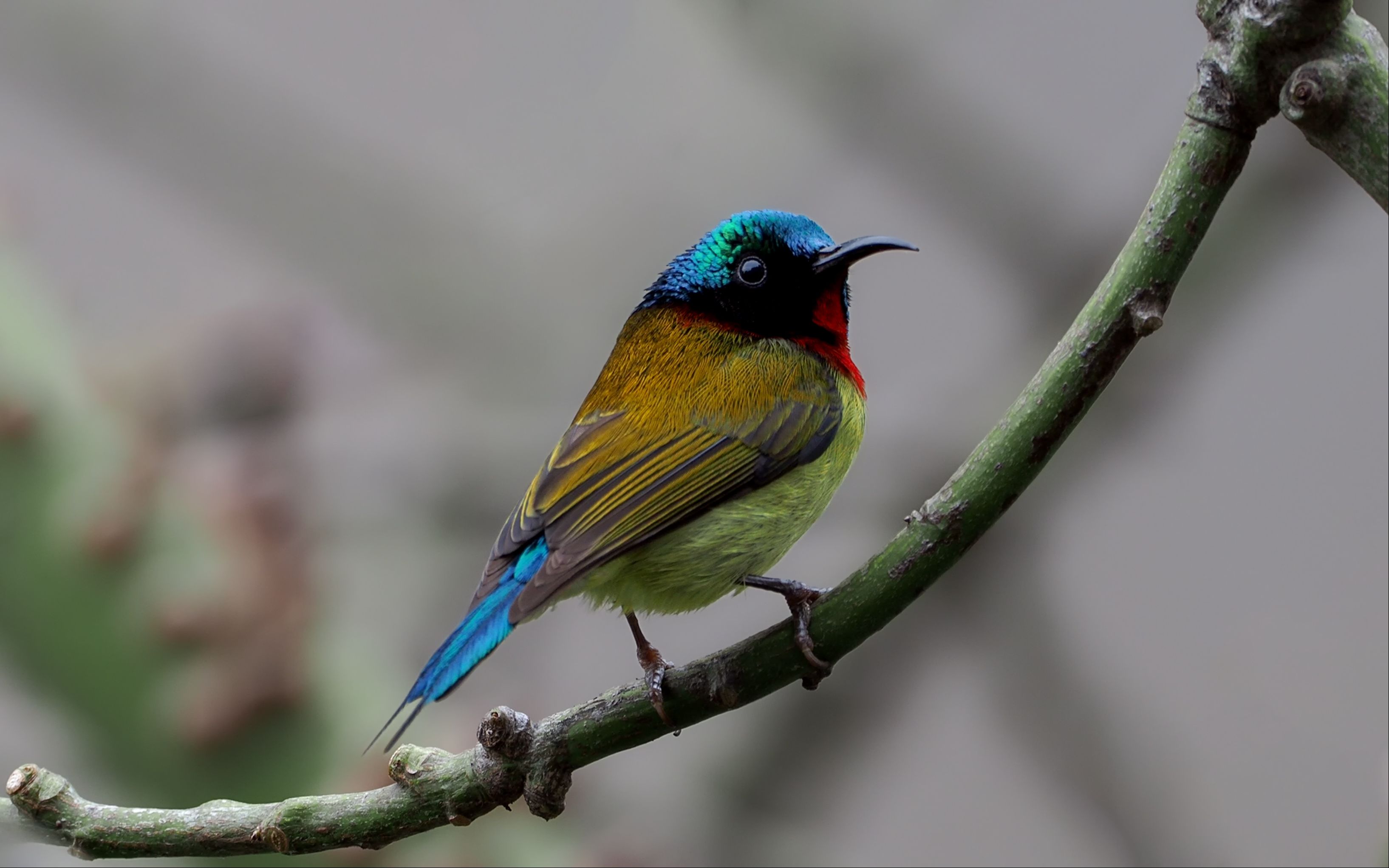 办公室窗外的小鸟-叉尾太阳鸟