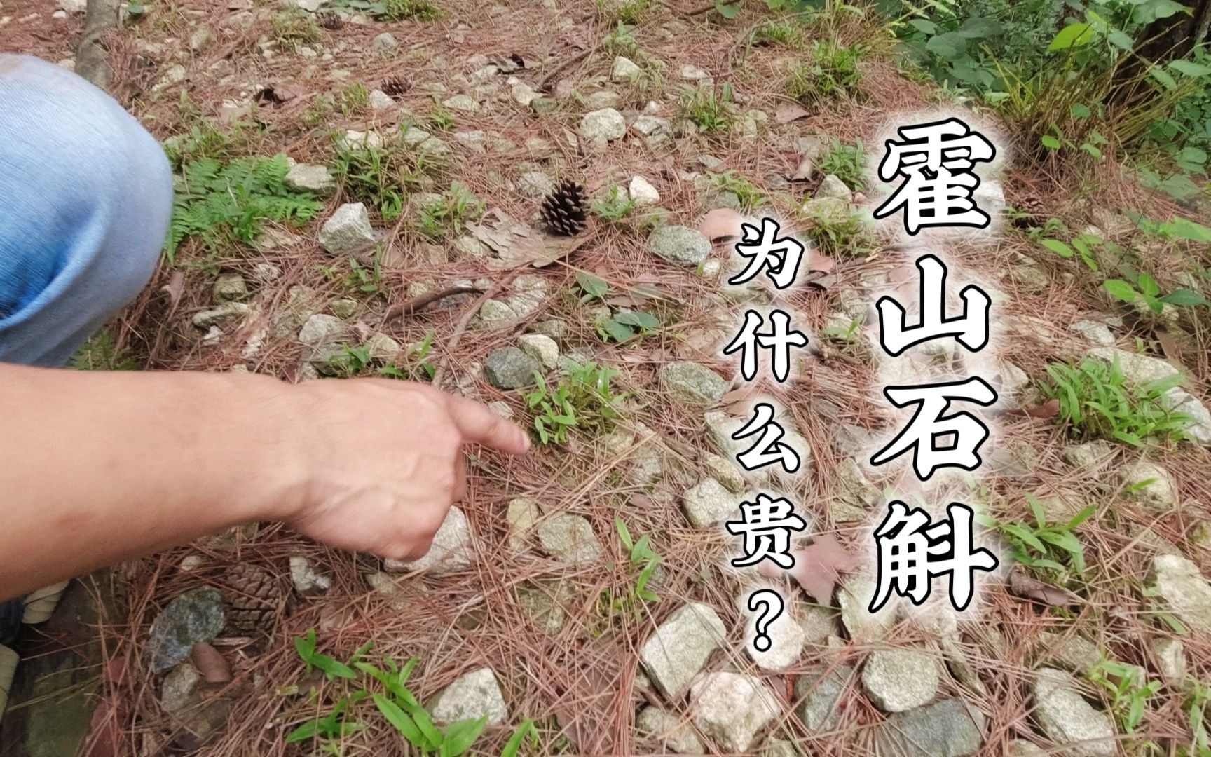 探访霍山石斛核心种植基地,市面上五花八门的石斛品种,如何选择哔哩哔哩bilibili