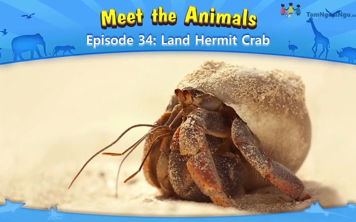 认识动物:陆地寄居蟹 Meet the Animals Land Hermit Crab哔哩哔哩bilibili