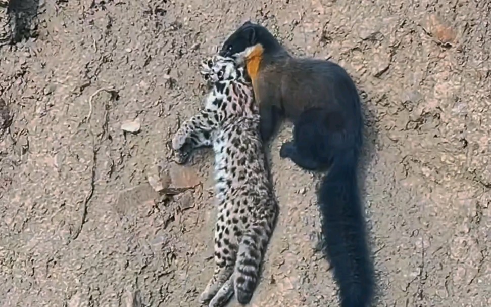 豹猫和黄喉貂图片