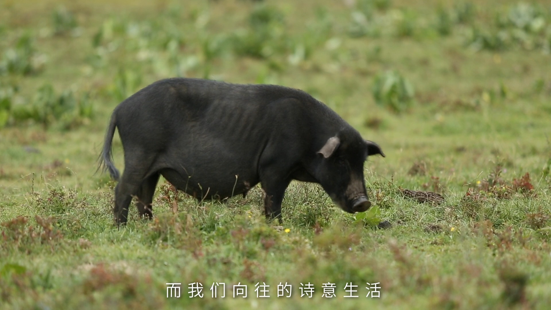 蟹状元:云南黑猪 山林散养1年,吃山珍饮山泉哔哩哔哩bilibili