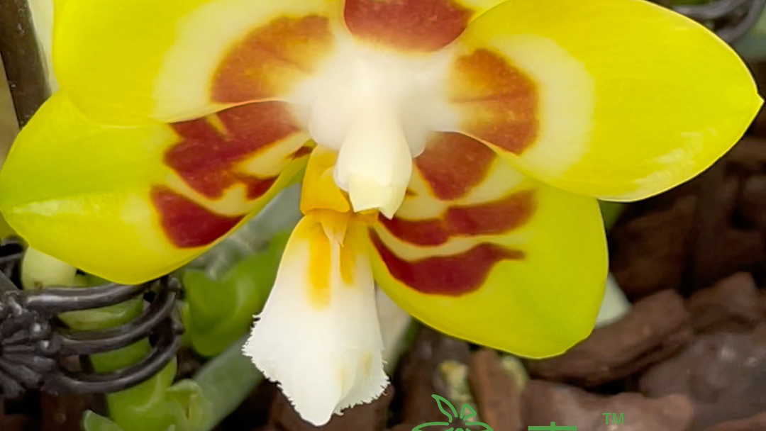 杰哥原生种蝴蝶兰,一年卖出100000株,连续三年全国销量遥遥领先!