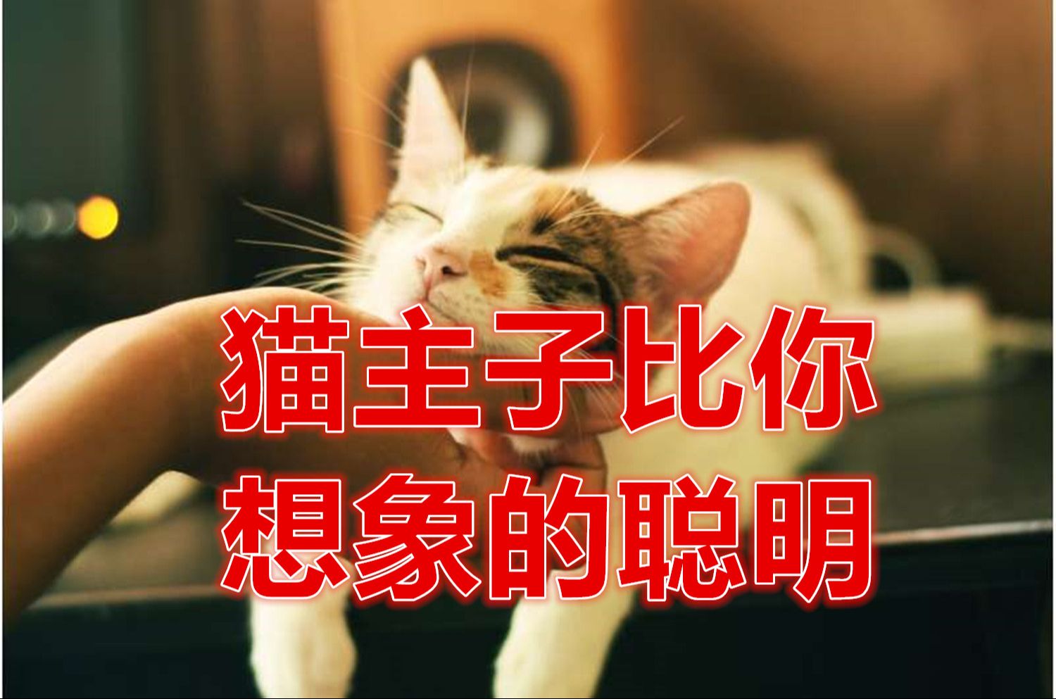 《今日科学》猫主子也能听懂人话!研究表明它们会将词语与图像关联哔哩哔哩bilibili