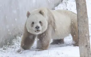 Video herunterladen: 【大熊猫七仔】我聪明可爱漂亮的奶宝宝，在雪地里寻寻觅觅，最后终于上树找到了南瓜