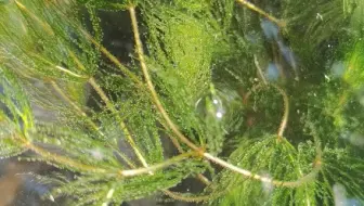 青鳉 金鱼藻开花 哔哩哔哩 Bilibili