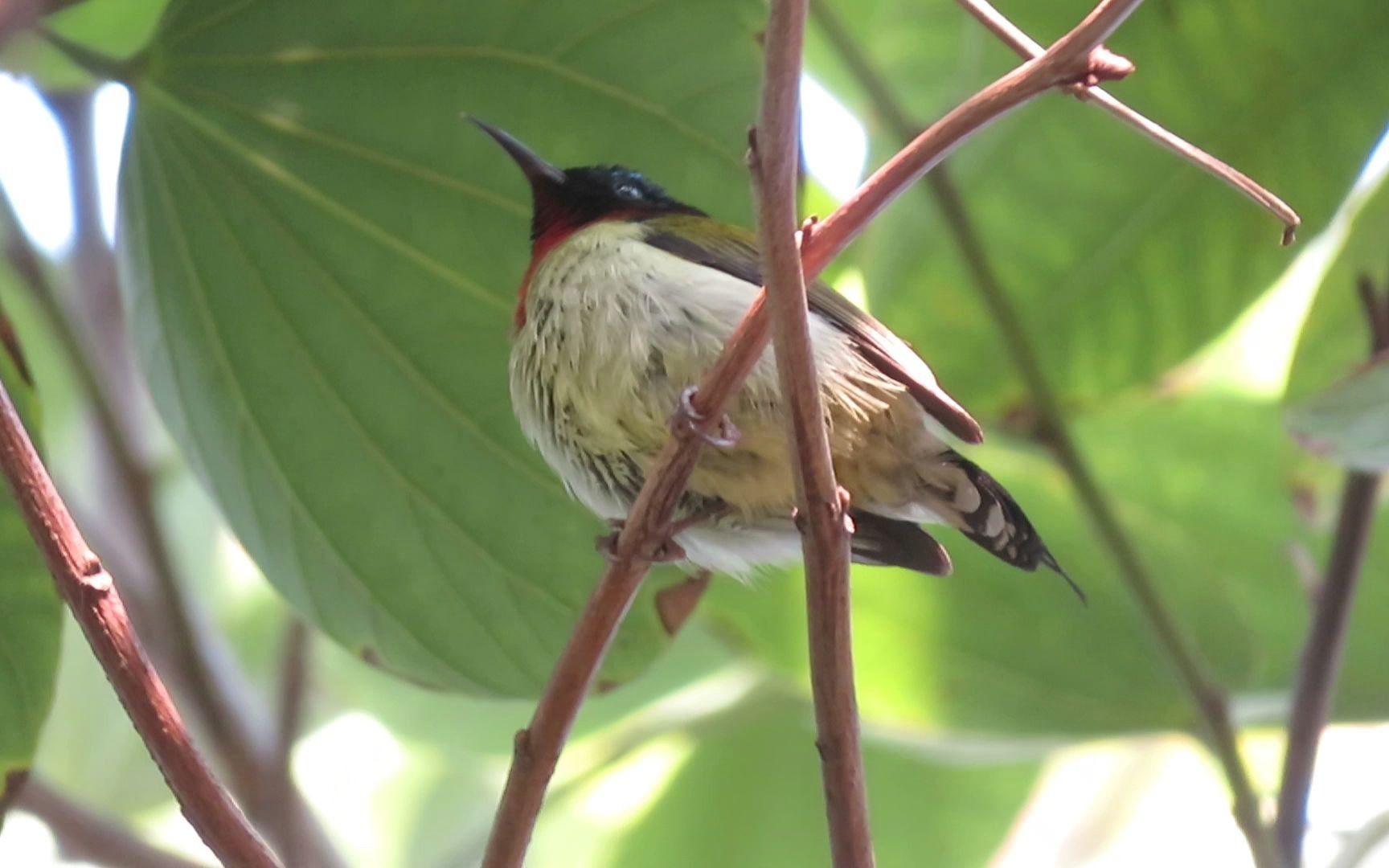叉尾太阳鸟雄鸣叫