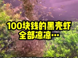 Télécharger la video: 100块钱的黑壳虾除藻，结果真的没想到~