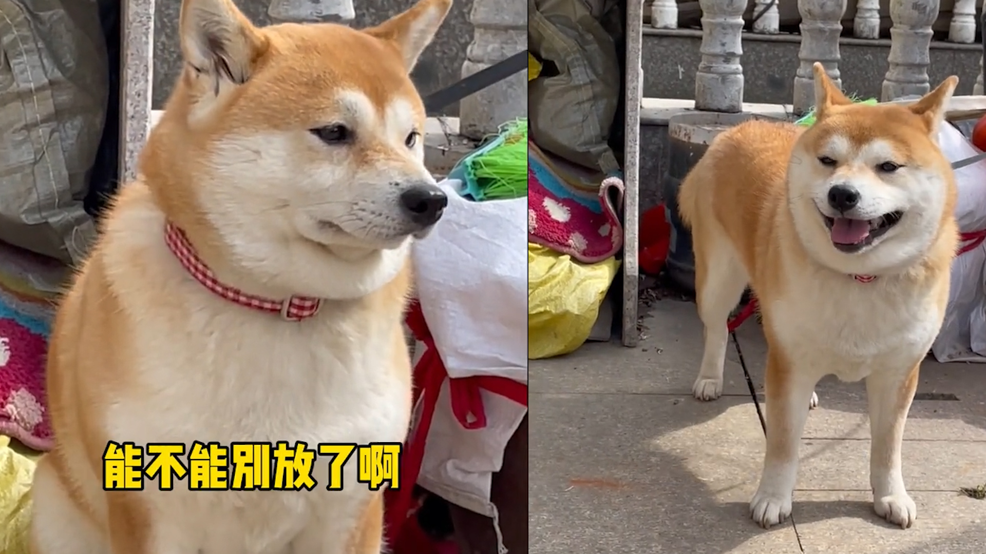 胆小柴犬春节被烟花吓傻,一听见就浑身发抖,表情委屈还可爱_哔哩哔哩