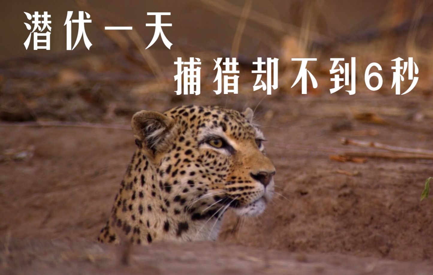 耐心专家花豹潜伏一整天捕猎飞羚却用不到6秒