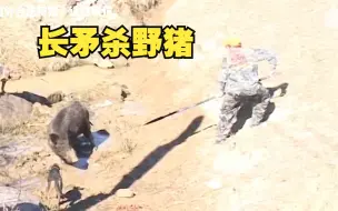 Download Video: 长矛狩猎居然这么强？猎人手持长矛一枪刺死野猪！