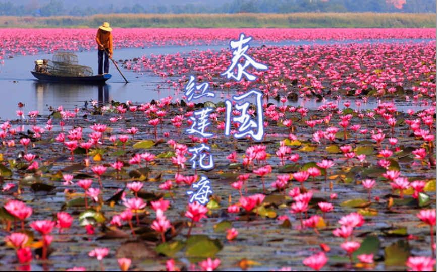 [图]泰语听力训练第023期-泰国乌隆他尼的红莲花海