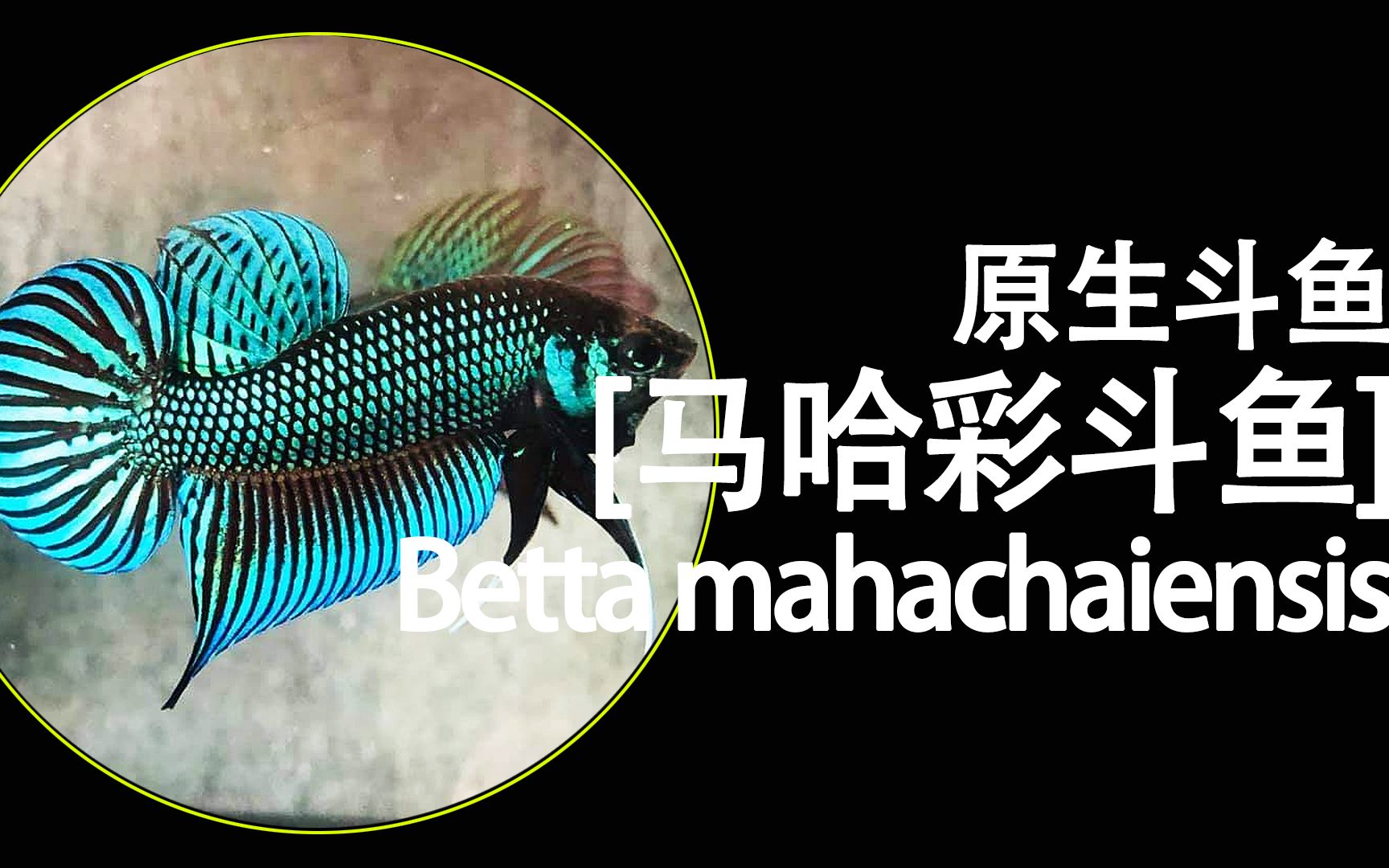 原生斗鱼品种介绍:马哈彩斗鱼,马哈彩原斗,原生斗鱼,Betta mahachaiensis哔哩哔哩bilibili