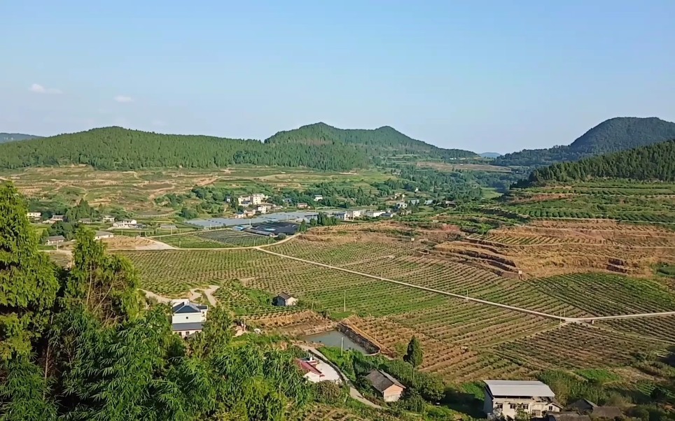 实拍阆中市枇杷之乡飞凤镇我美丽的家乡