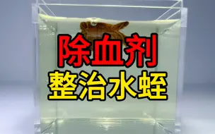 Download Video: 把水蛭丢进除血剂里，水蛭竟然消失了？