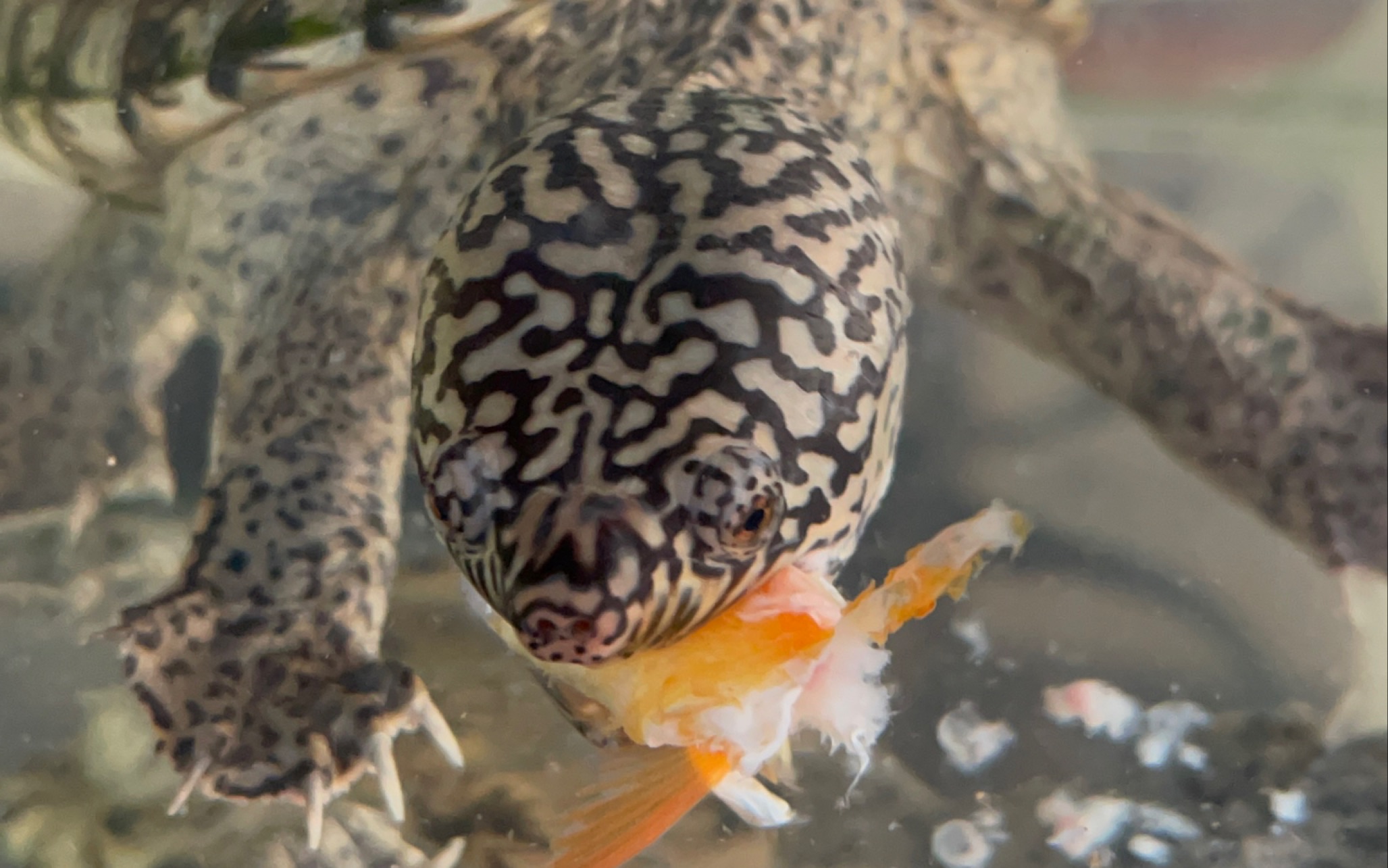 墨西哥巨型麝香龟进食过程