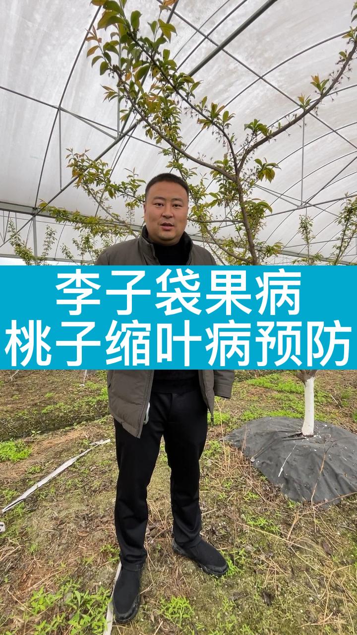 李子袋果病桃子缩叶病预防