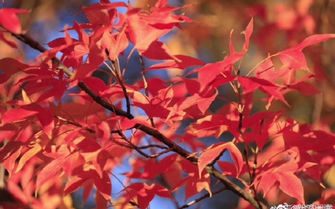 [图]红河的冬天五彩缤纷。