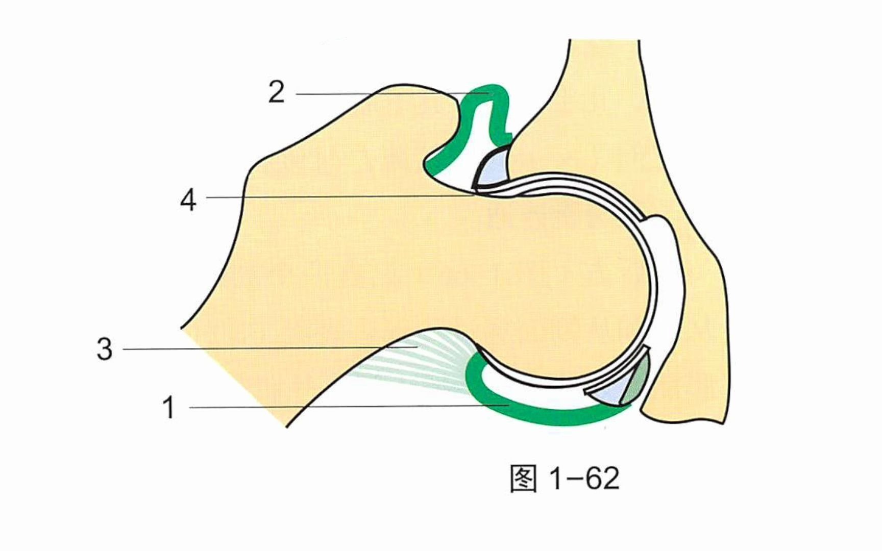 【骨关节功能解剖学】髋关节关节囊