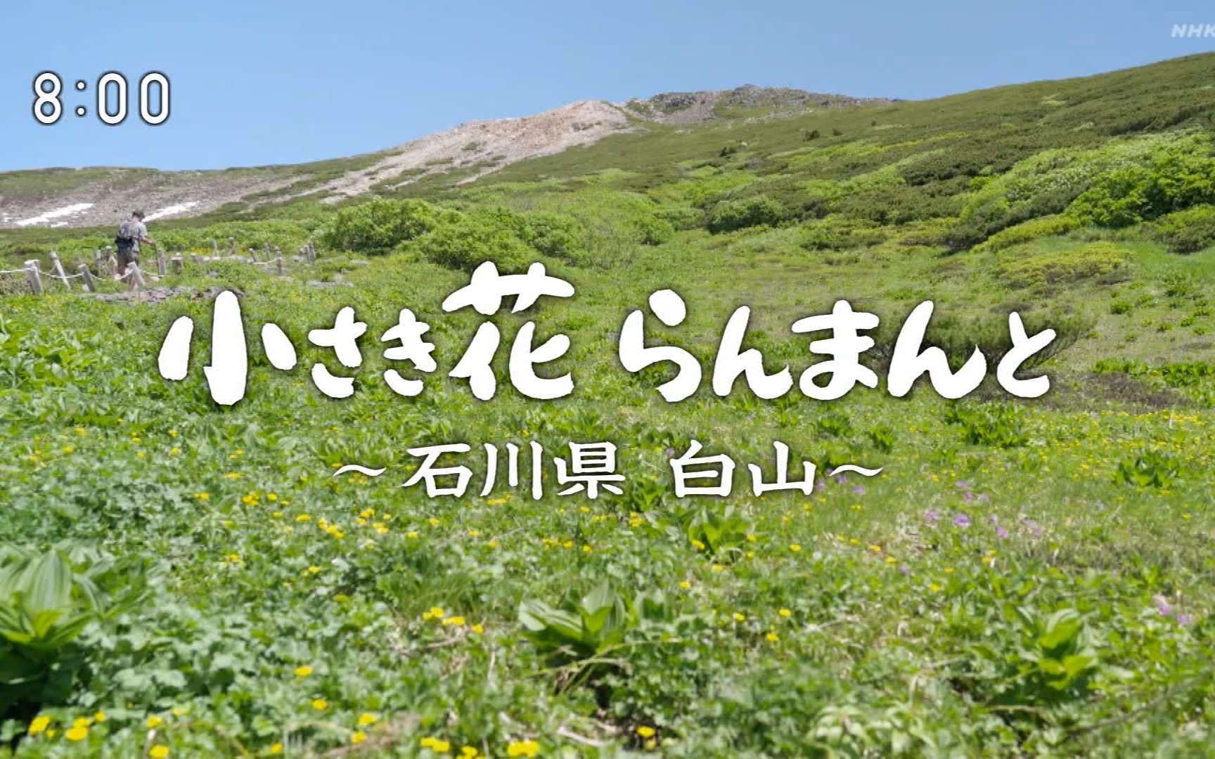 微程「小小的花 烂漫 ~石川県 白山~」[字](D01) [2023.07.30 0800 日]哔哩哔哩bilibili