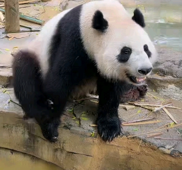 悦悦直播全记录230519今天有一句酸梅子酱哔哩哔哩bilibili