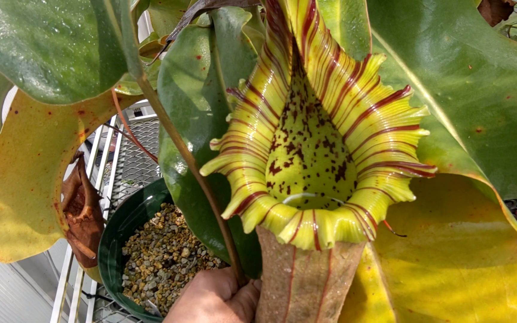 【油管】以人名命名的个体,山本宝特猪笼草(yamamoto)