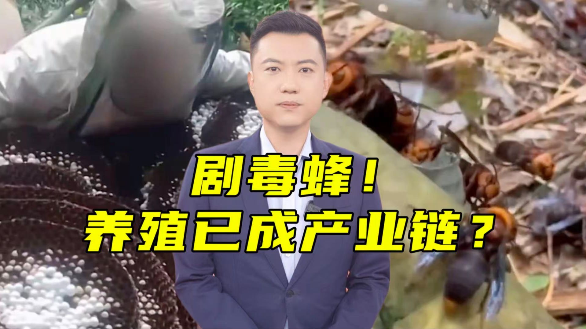 详解虎头蜂养殖!能不能养?法规怎么说?【主播说三农】