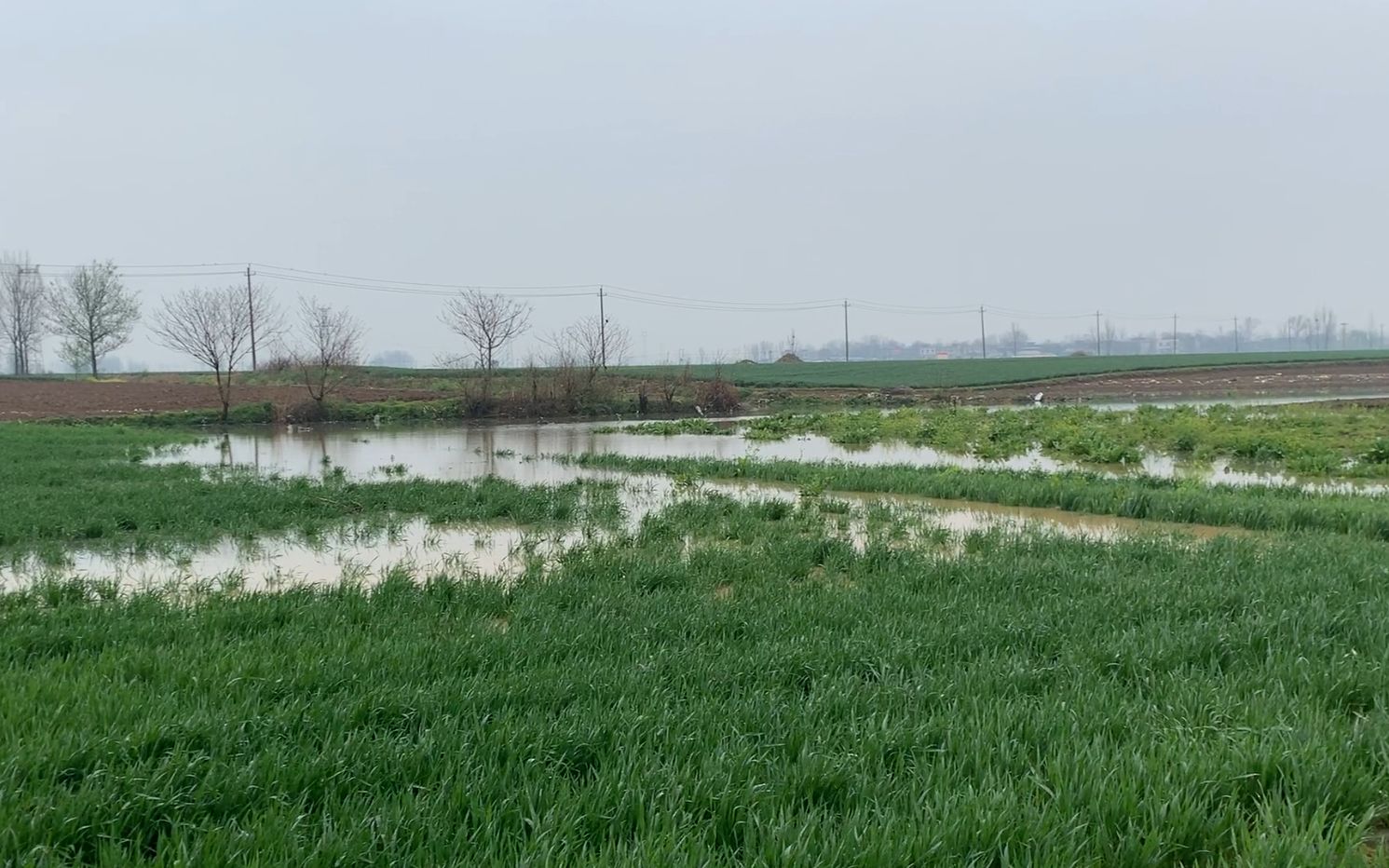 河南南阳:下了3天大雨,给庄稼带来什么影响,小罗去地里转1圈哔哩哔哩bilibili