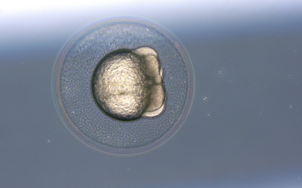 斑马鱼胚胎发育