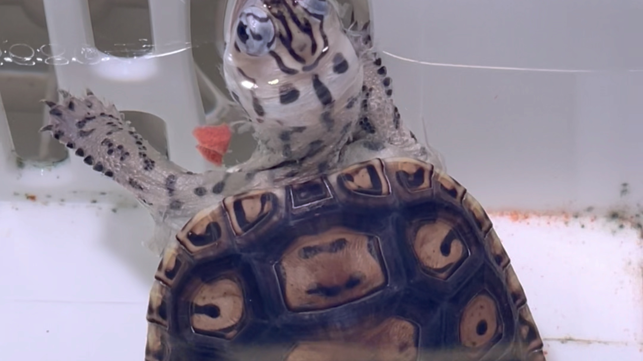 豹子钻纹龟苗子生长记录,有趣的基因,每个生长阶段都不一样.期待后续