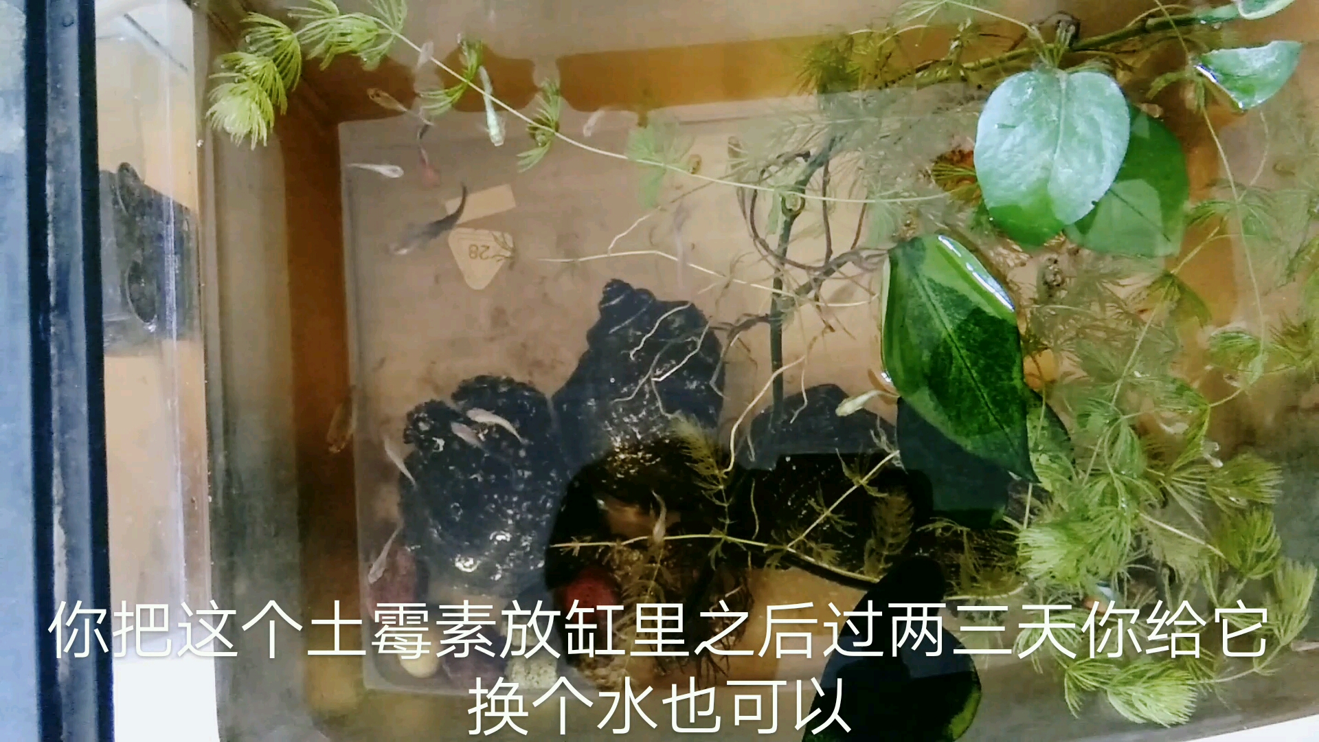 鱼缸里投放土霉素治疗小鱼不用立刻换水,绿苔不需要清理_哔哩哔哩