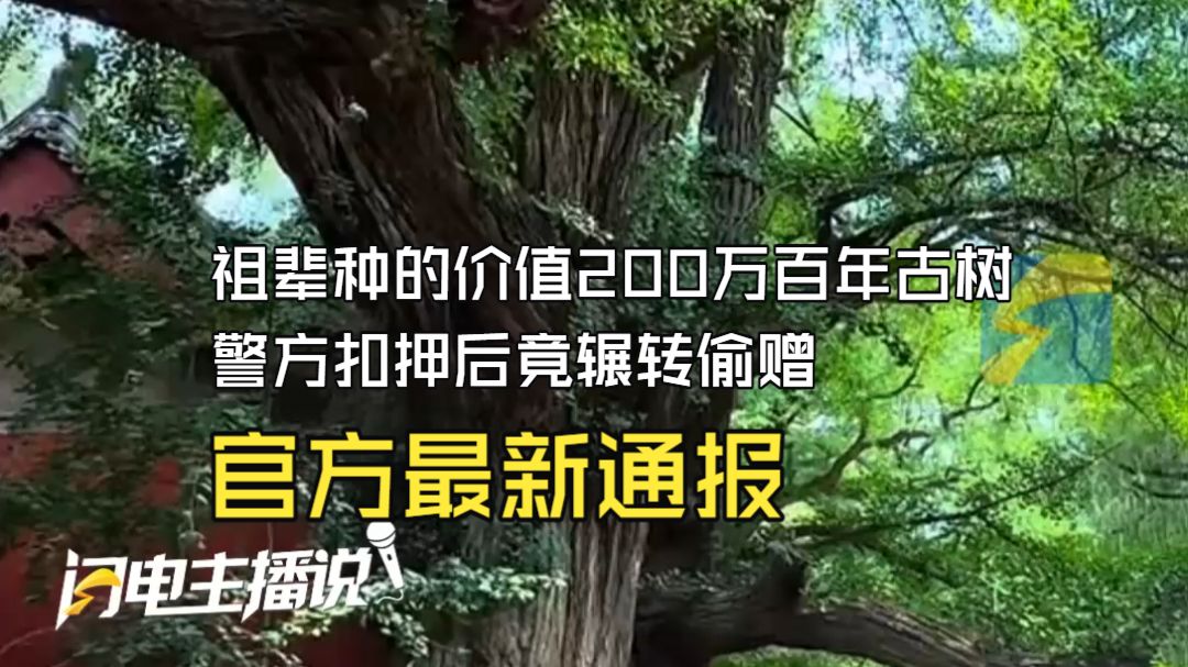祖辈种的价值200万百年古树被盗 警方扣押后竟辗转偷赠？官方最新通报：已成立专项工作组核查