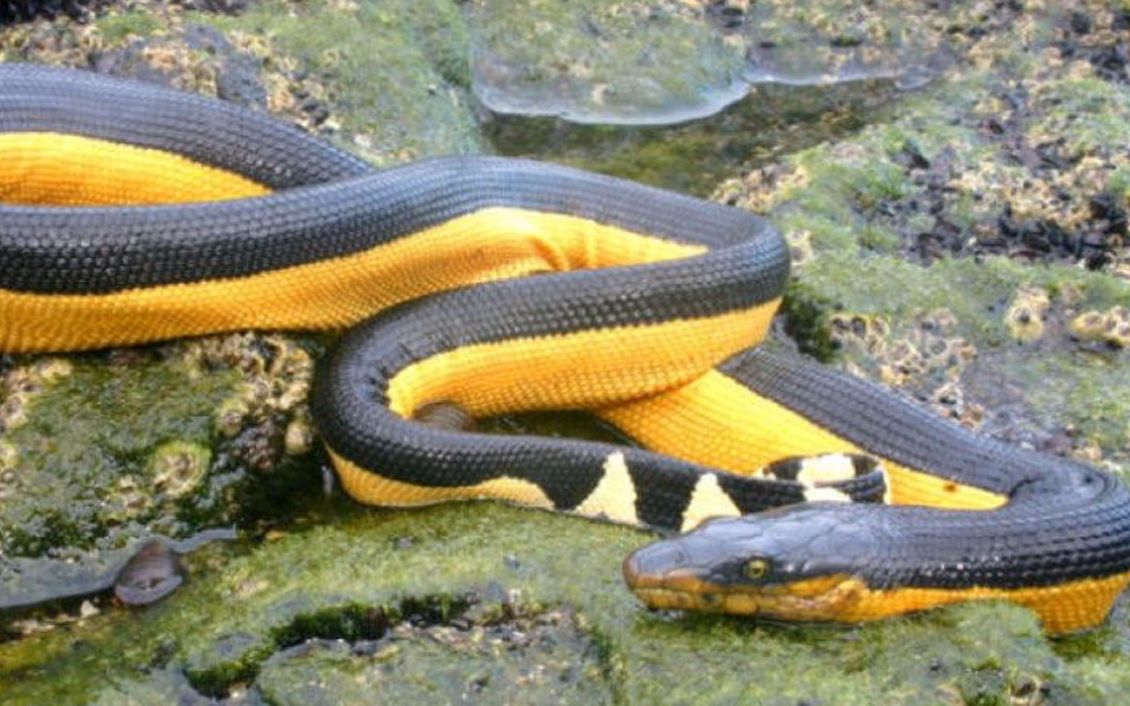 橙色海蛇图片图片