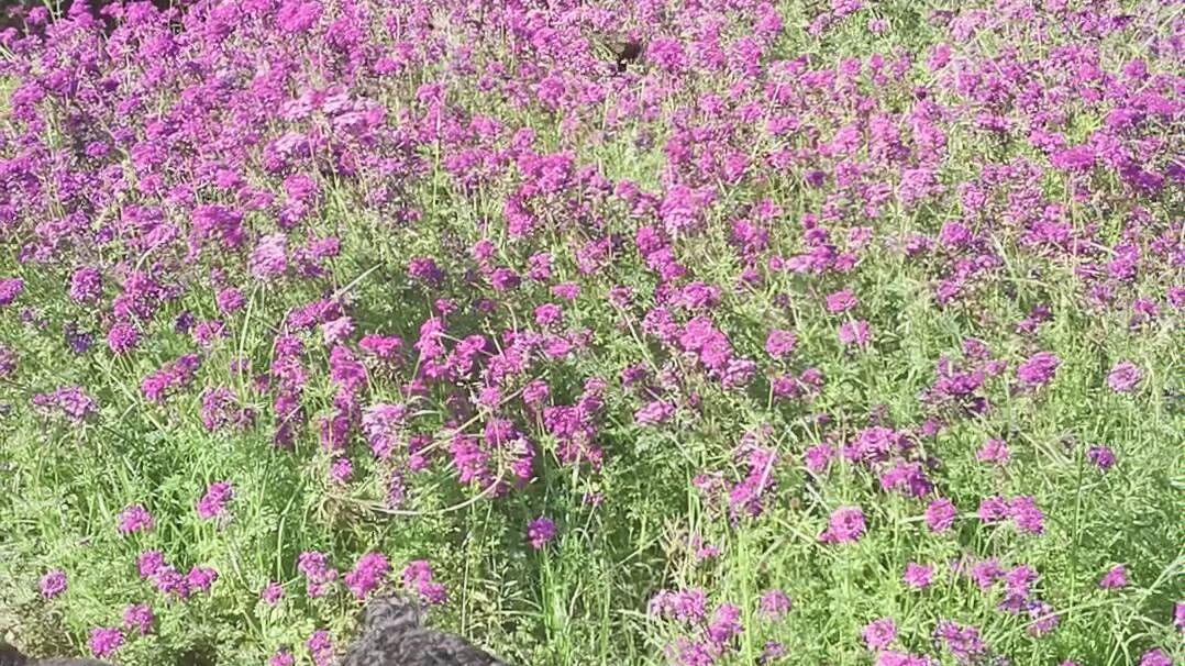 [图]春城无处不飞花，寒食东风卸柳斜。日暮汉宫传蜡烛，轻人烟散入五侯家。