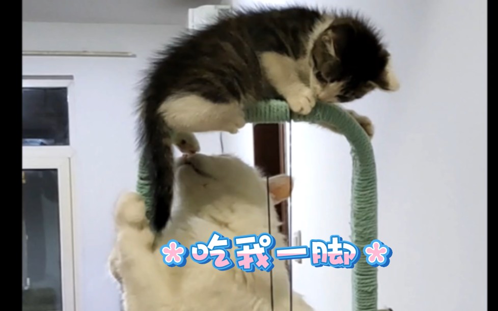 哈哈哈哈哈哈哈哈吃我一脚
