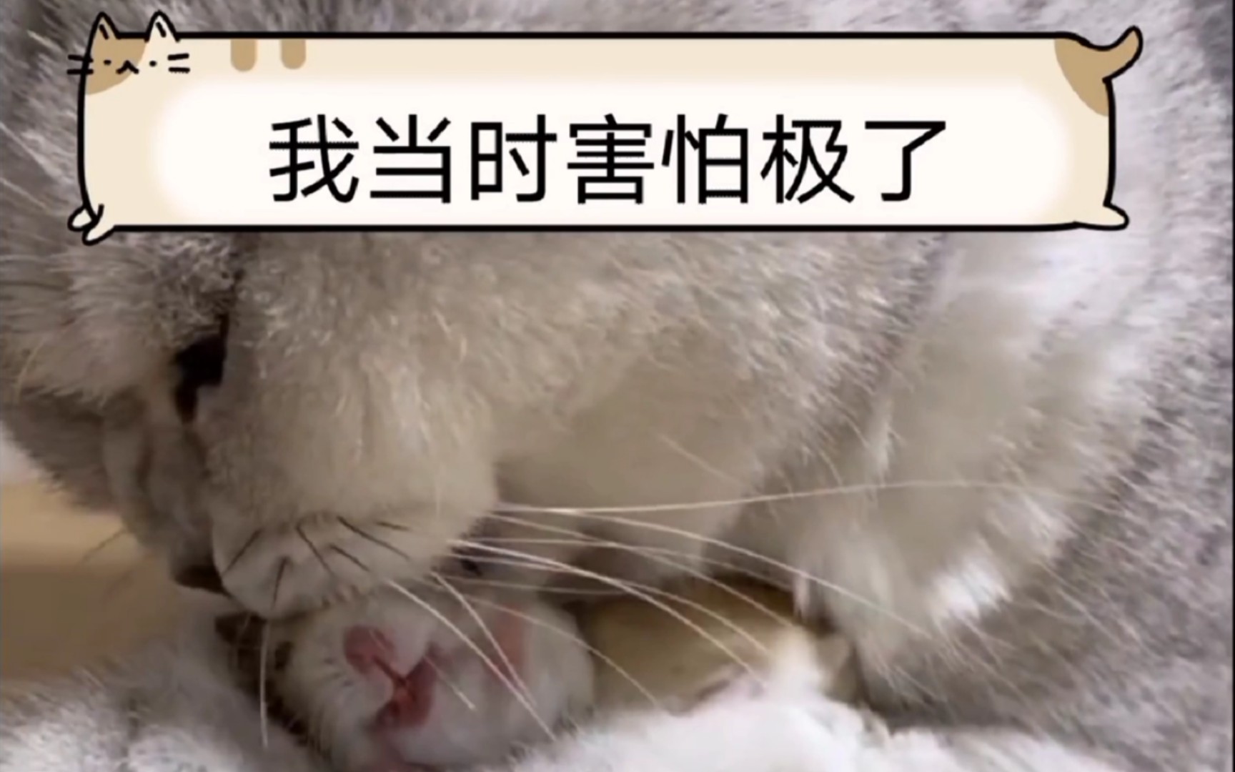 老鼠:我当时害怕极了,不知道他想干嘛?_哔哩哔哩_bilibili