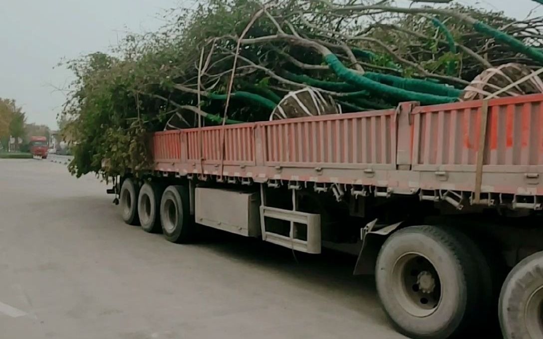 两车榉树卉木园林