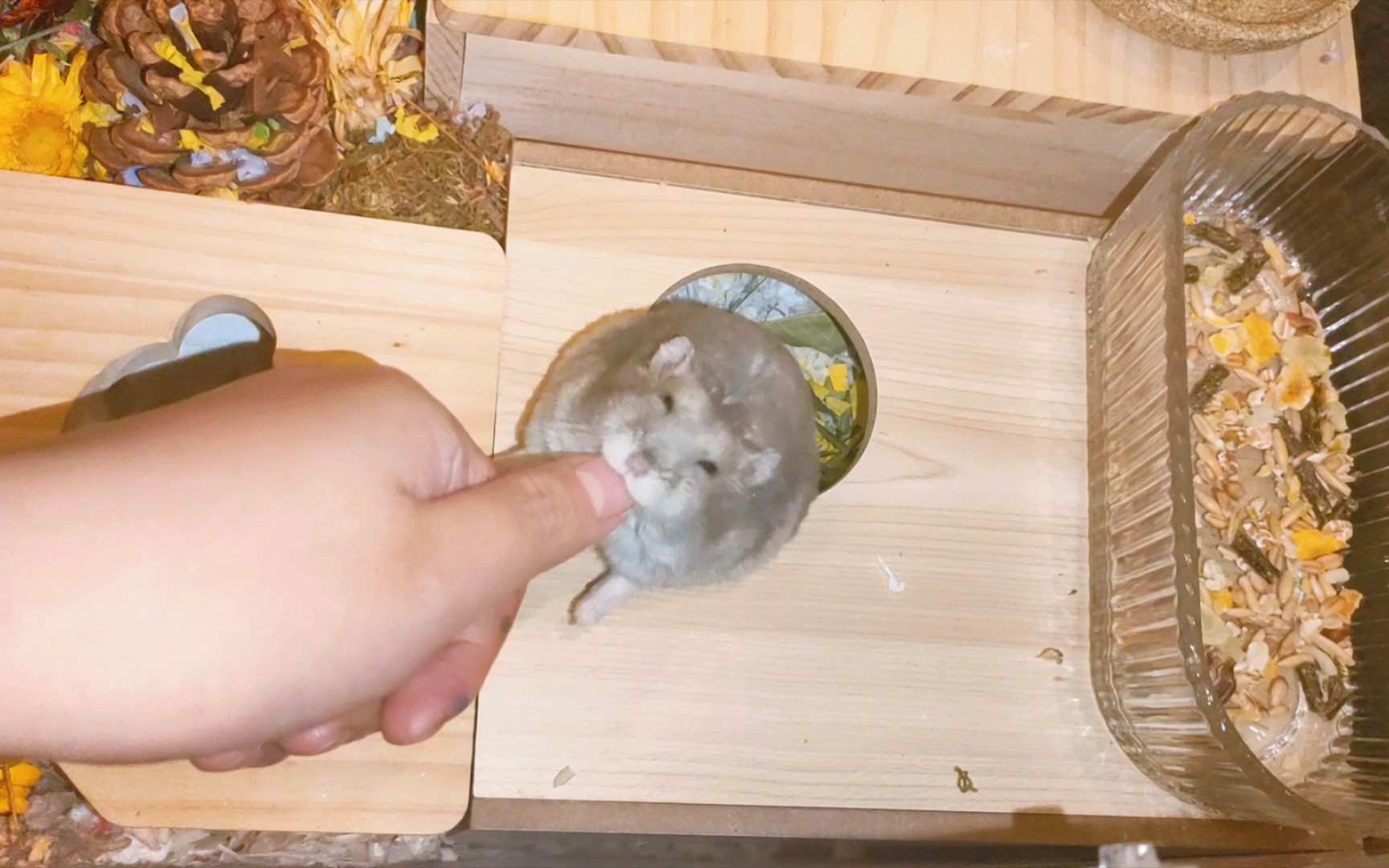 咬咬鼠近况 它还是那么爱咬人