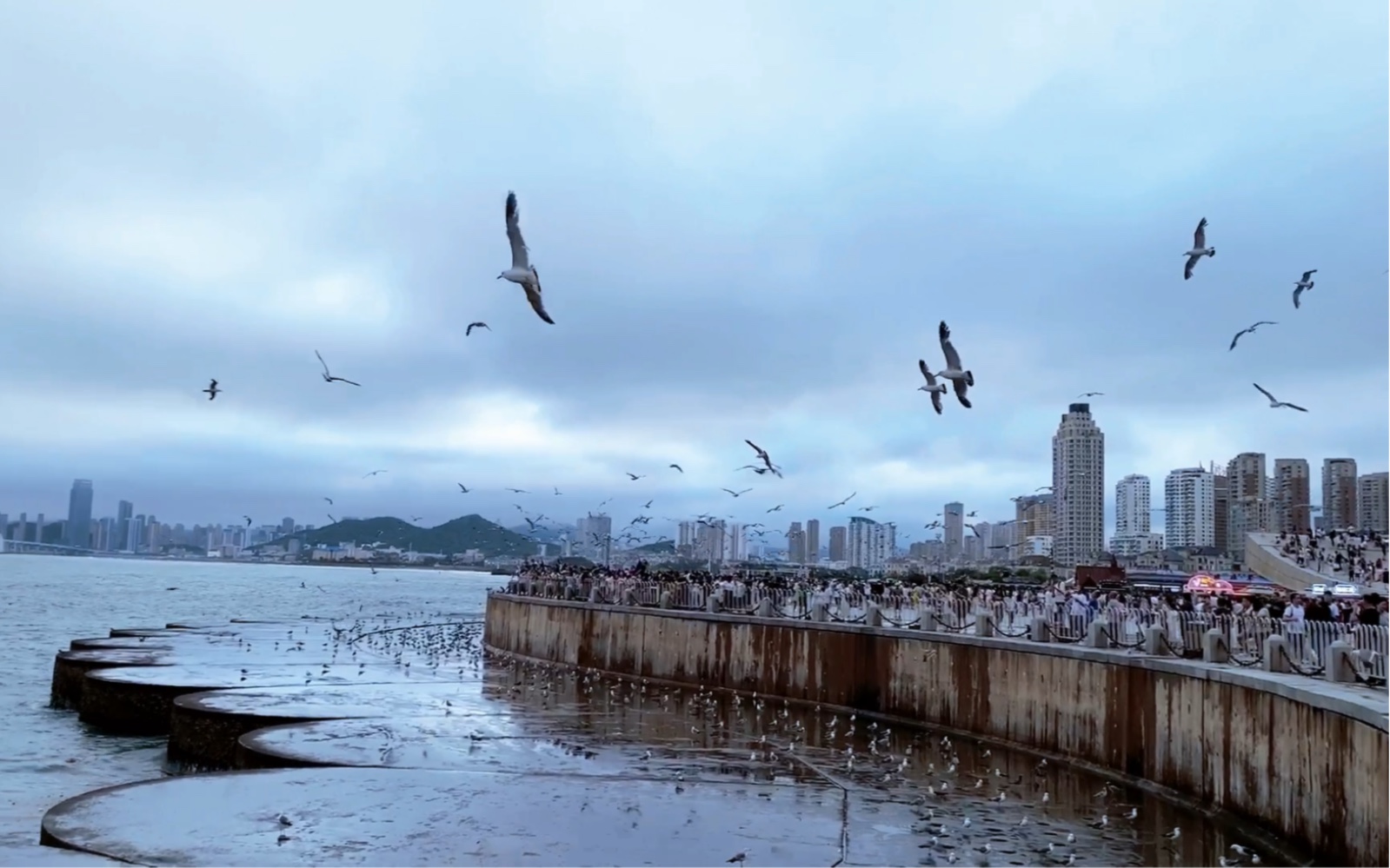 大连星海广场 人与海鸥 旅游 景点打卡