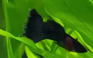 孔雀花鳉鱼 哔哩哔哩 Bilibili 孔雀花鳉鱼 哔哩哔哩 Bilibili