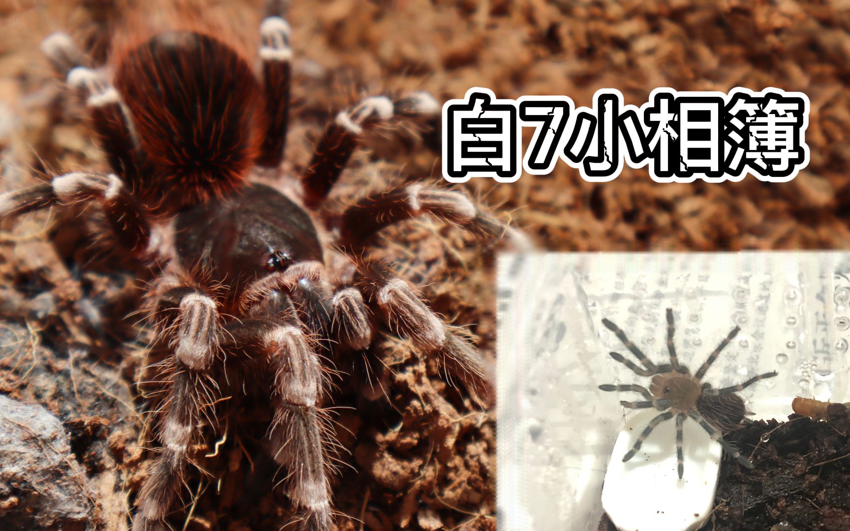活动  【巴西白膝头捕鸟蛛】白7的小相簿 从指甲盖到巴掌大的成长记录