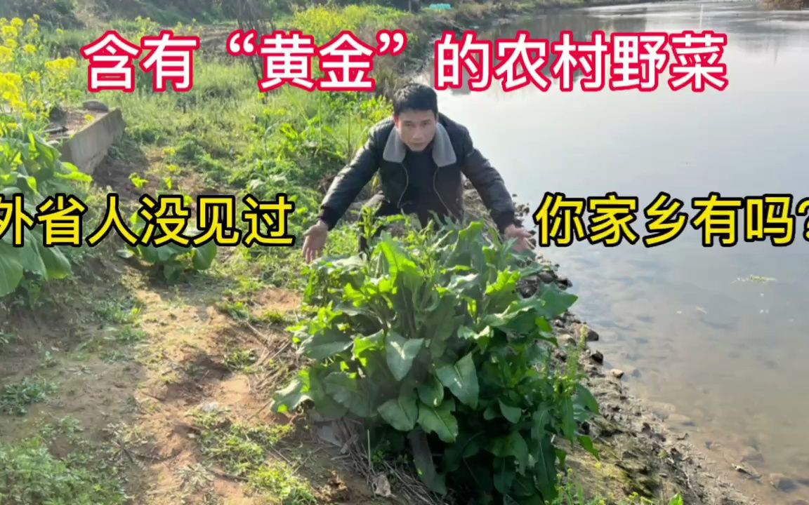 含有“黄金”的农村野菜,外省都没见过,看看你的家乡有吗?哔哩哔哩bilibili