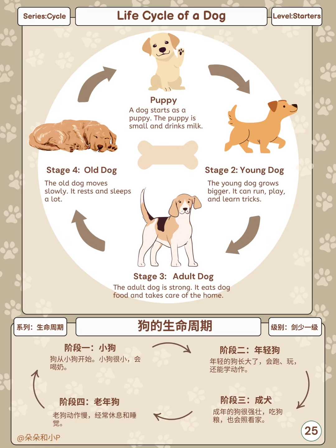 🐕【双语科普】29.狗的生命周期