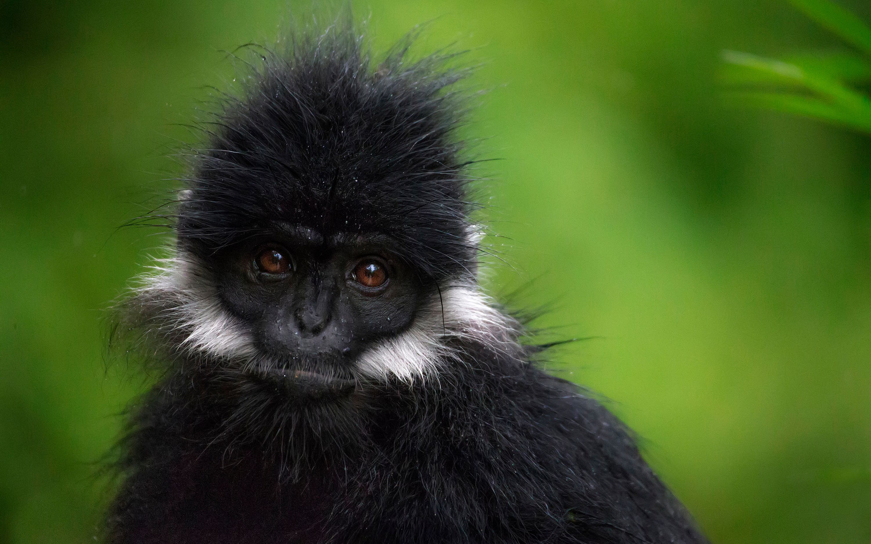国宝 | 小黑叶猴幼崽的活泼瞬间 | 与濒危动物相处的一天