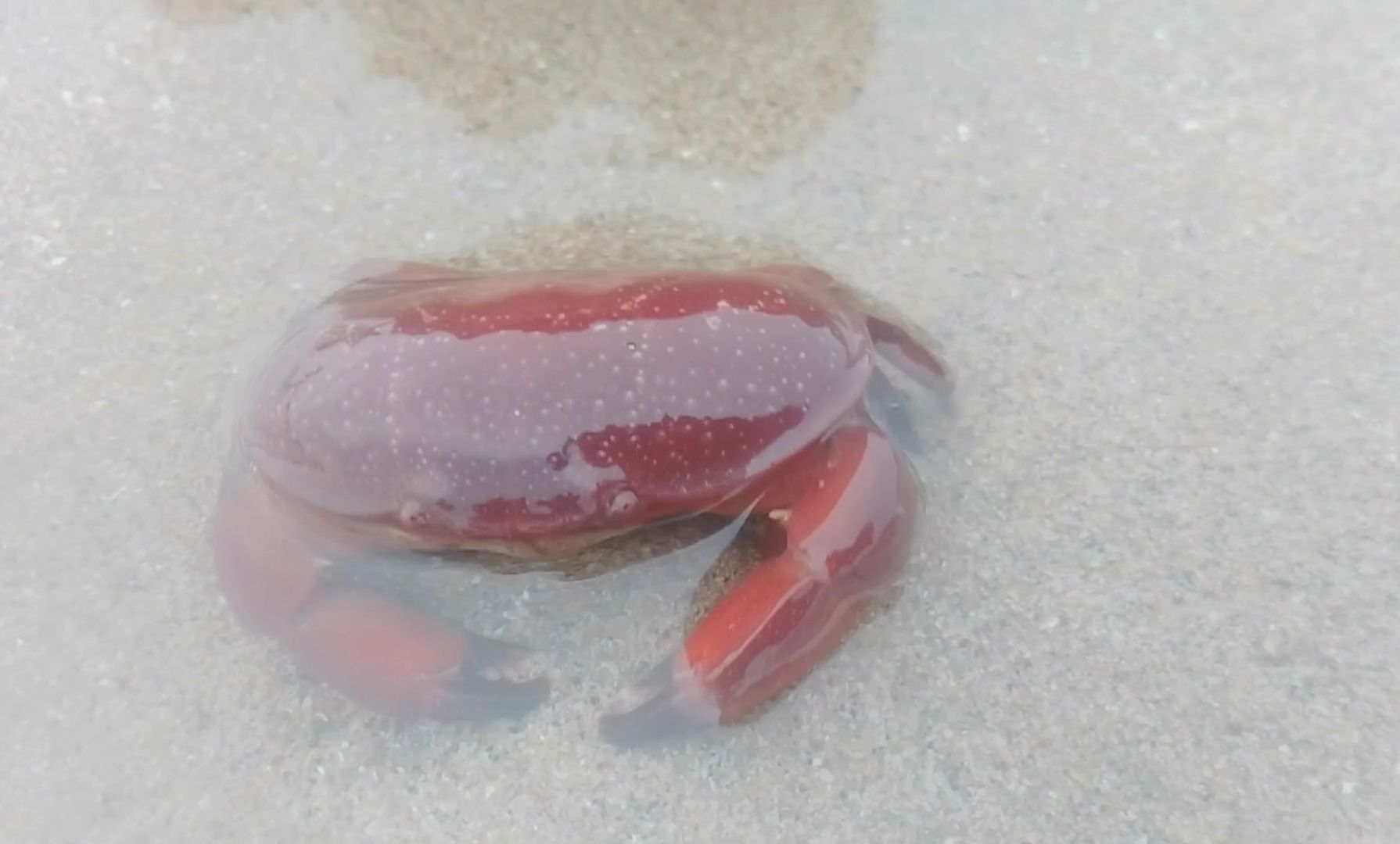 [海洋生物] 好看的正直爱洁蟹