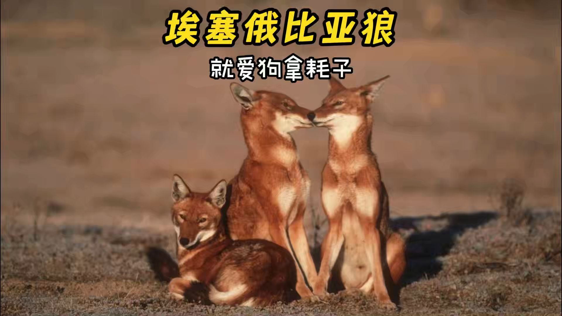 就爱狗拿耗子的犬,埃塞俄比亚狼哔哩哔哩bilibili