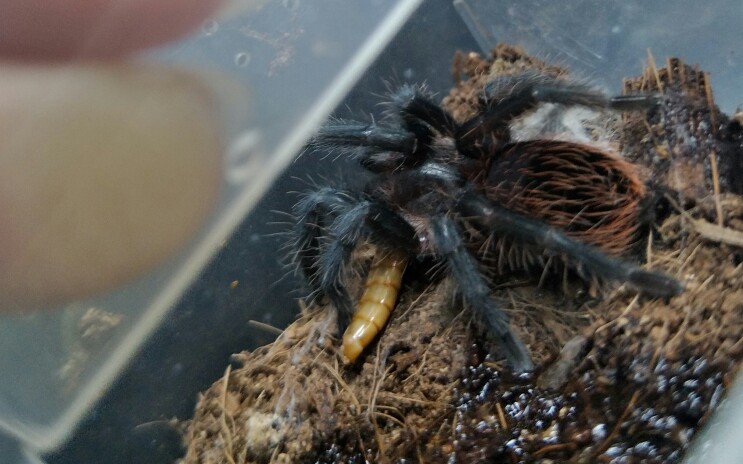 墨西哥红尾捕鸟蛛的日常,它蜕皮了!